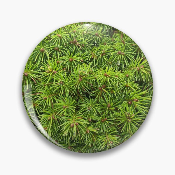 Item preview, Closeup of Balsam Fir Leaves designed and sold by Sinemathk.