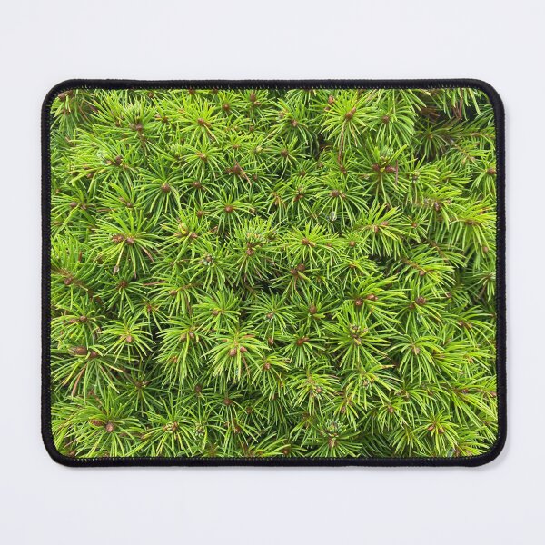 Item preview, Closeup of Balsam Fir Leaves designed and sold by Sinemathk.