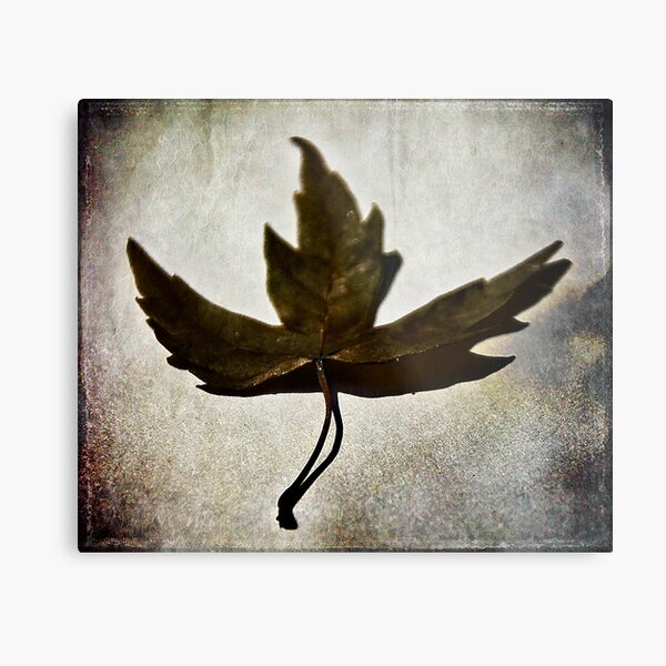 Leaf #1 Metal Print