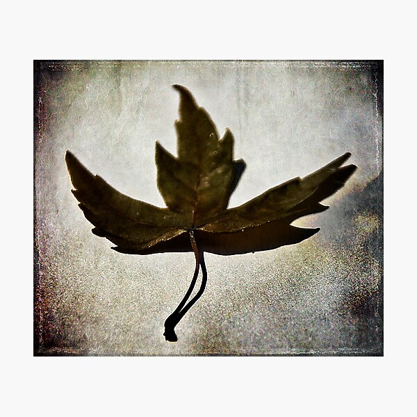 Leaf #1 Photographic Print