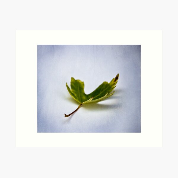 Leaf #2 Art Print