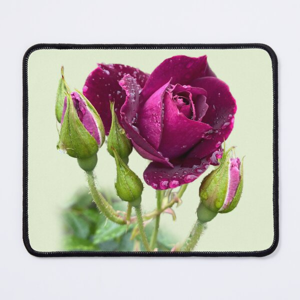 Item preview, Red rose designed and sold by indiafrankk.