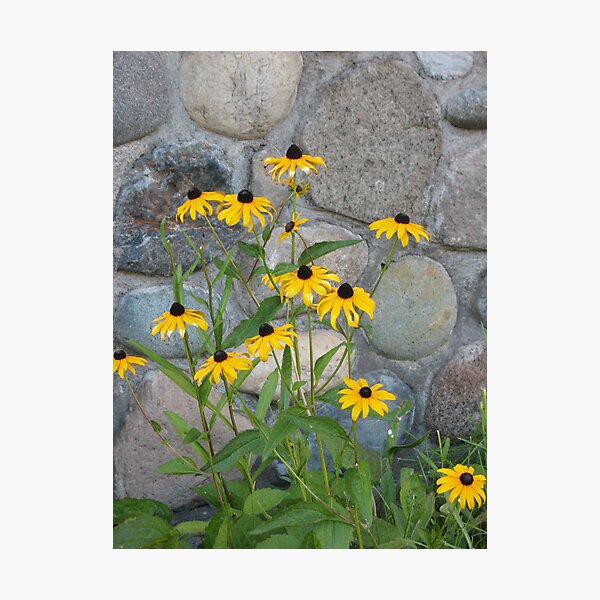Item preview, Rocking Daisies designed and sold by CassPics.