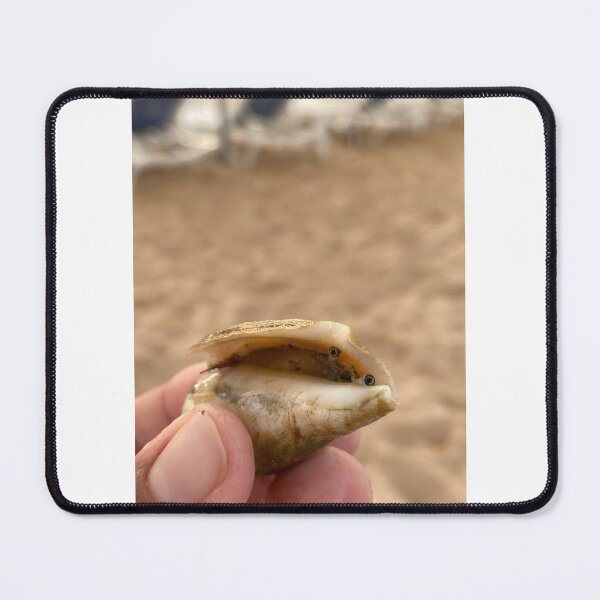 Item preview, sea shell designed and sold by Sweilystyle.