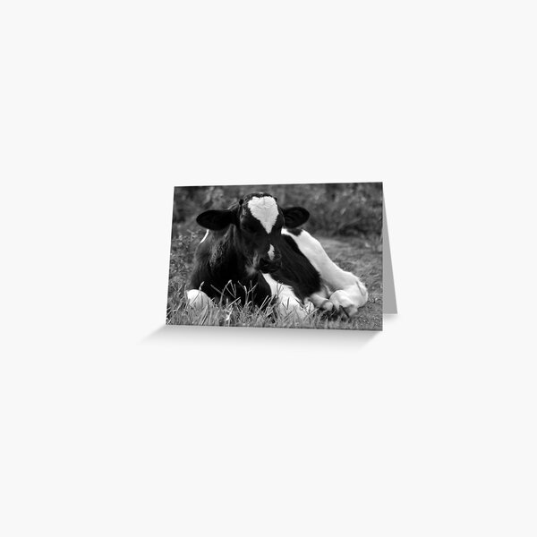 Calf Greeting Card