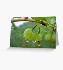 Gooseberries After the Rain Greeting Card