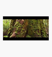 tahune forest Photographic Print