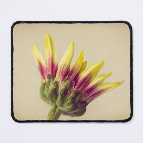 Item preview, Red And Yellow Chrysanthemum designed and sold by Tanya C Smith.