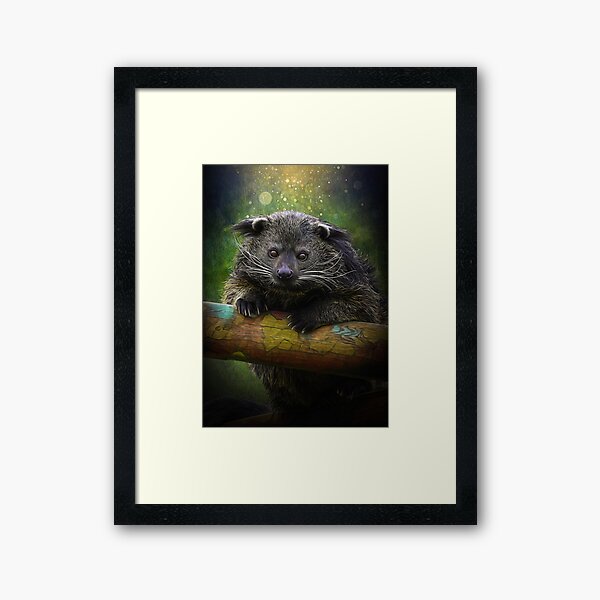 Binturong Framed Art Print