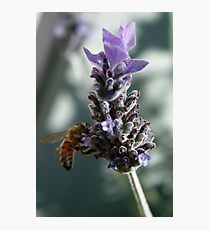 Lavender Bee Photographic Print