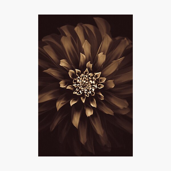 Item preview, Nutella Dahlia  designed and sold by alan shapiro.