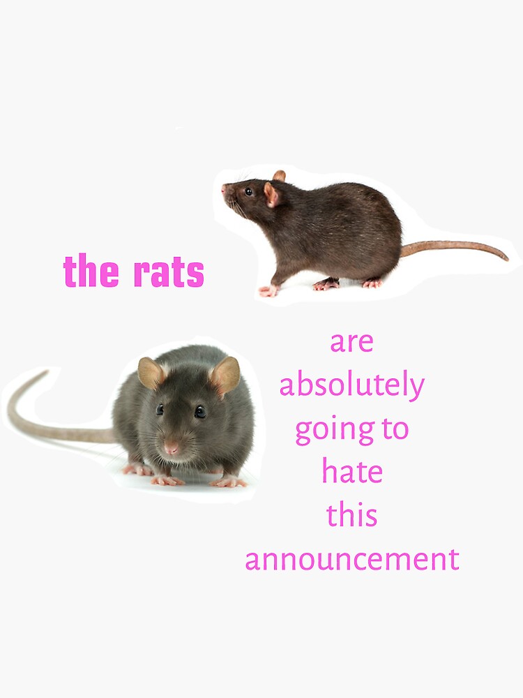 why do rats do rat king｜TikTok Search