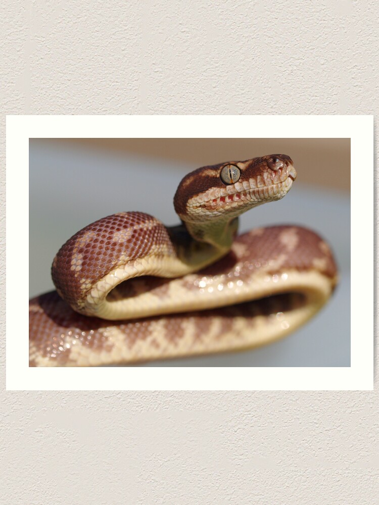 Rough Scaled Python Art Print By Pugsly Redbubble