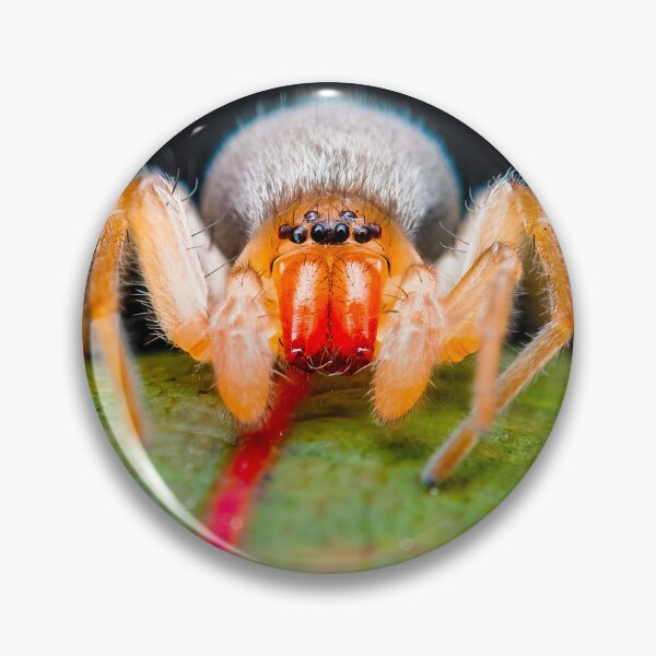 Item preview, Ghost Spider - Anyphaenidae designed and sold by AronsTinySafari.