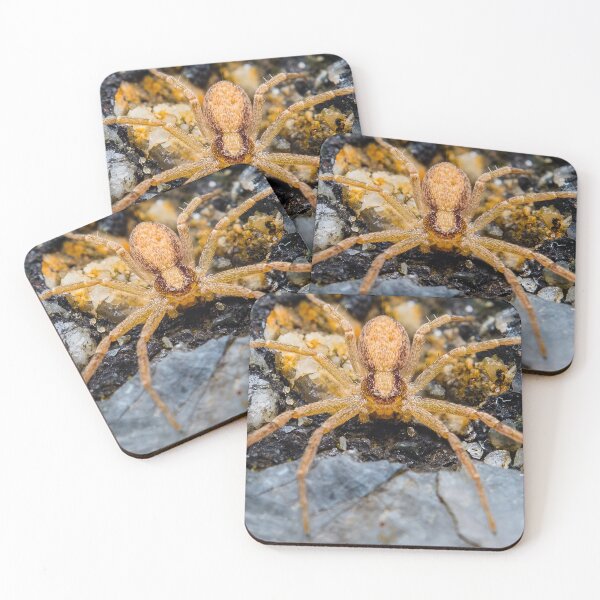 Item preview, Araña de tela de vivero americana - Pisauridae designed and sold by AronsTinySafari.