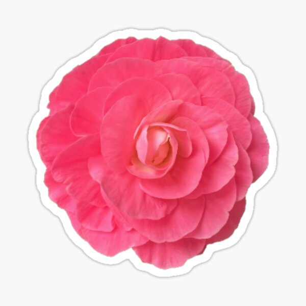 Regalos y productos: Flor De Begonia Rosa | Redbubble