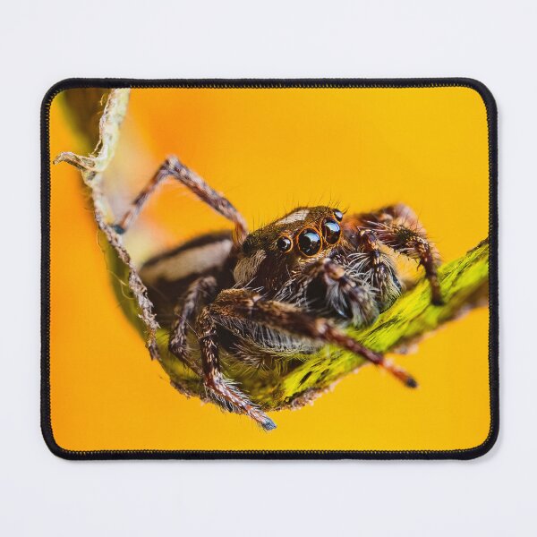 Item preview, Jumping Spider - Salticid designed and sold by AronsTinySafari.