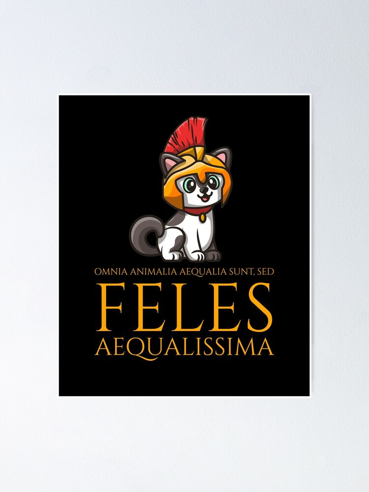 Cat in latin hotsell