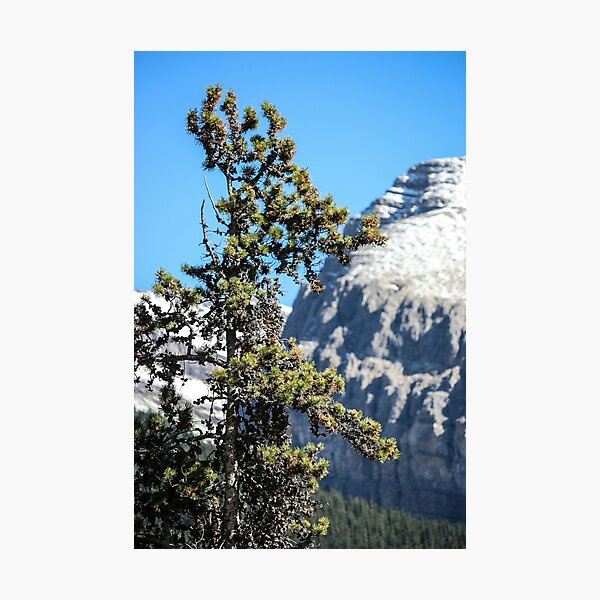 Mountain tree Photographic Print
