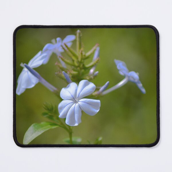 Item preview, Blue Flox Flowers designed and sold by depictionly.