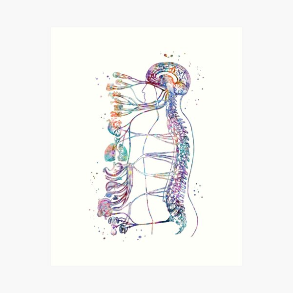 Autonomic Nervous System Art Print