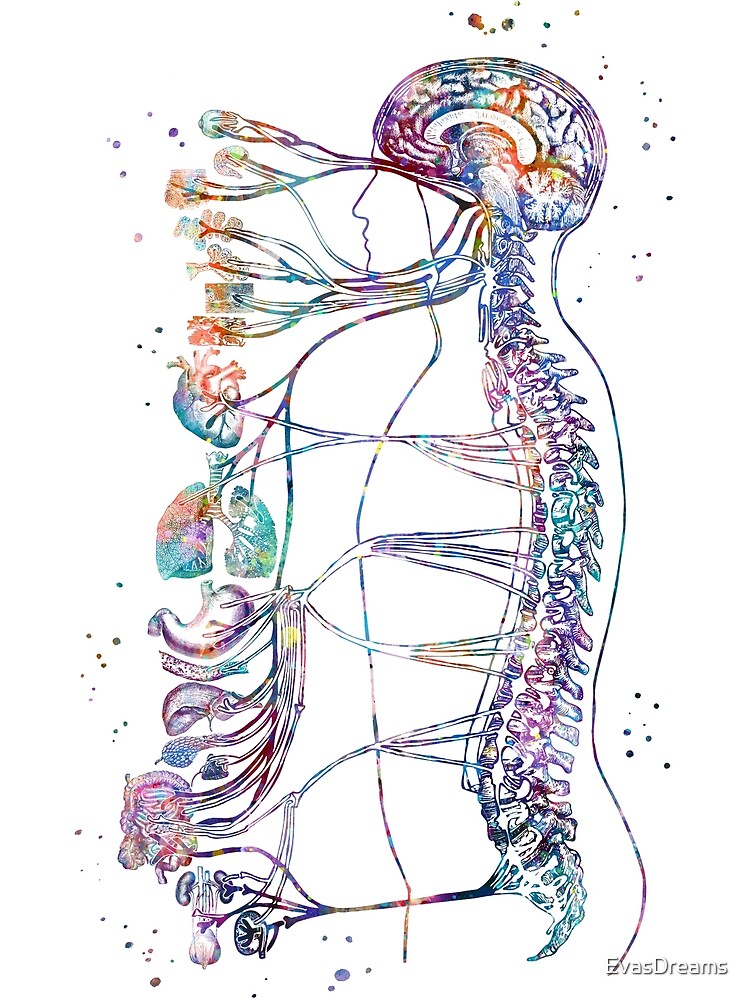 Discover Autonomic Nervous System Premium Matte Vertical Poster