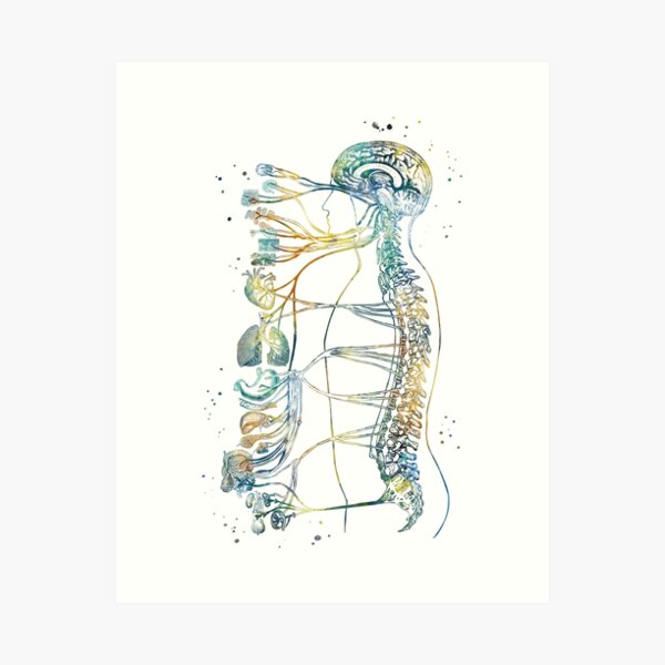 Human Spine Stock Illustration - Download Image Now - Spine - Body Part,  Anatomy, Human Spine - iStock