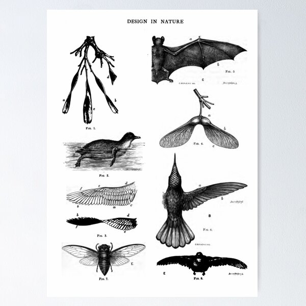 Item preview, Wing Design In Nature designed and sold by BlueSpecsStudio.