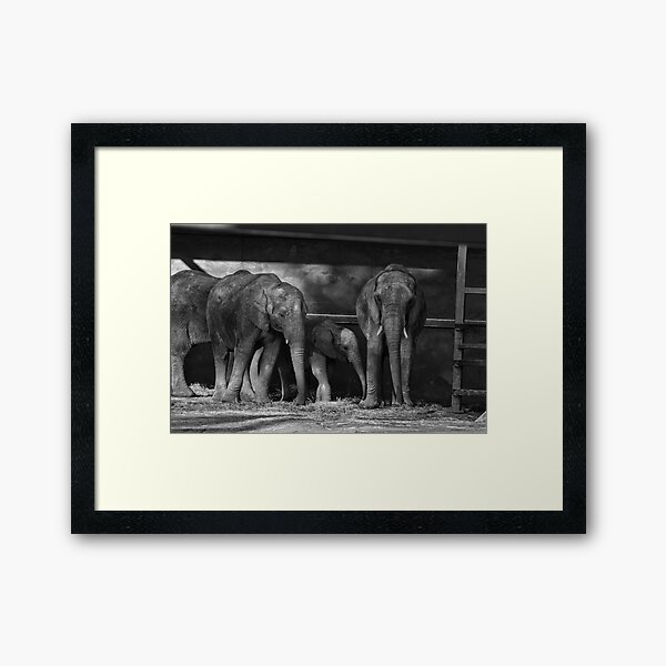 Elephants Framed Art Print