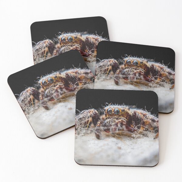 Item preview, Araña saltadora - Salticid designed and sold by AronsTinySafari.