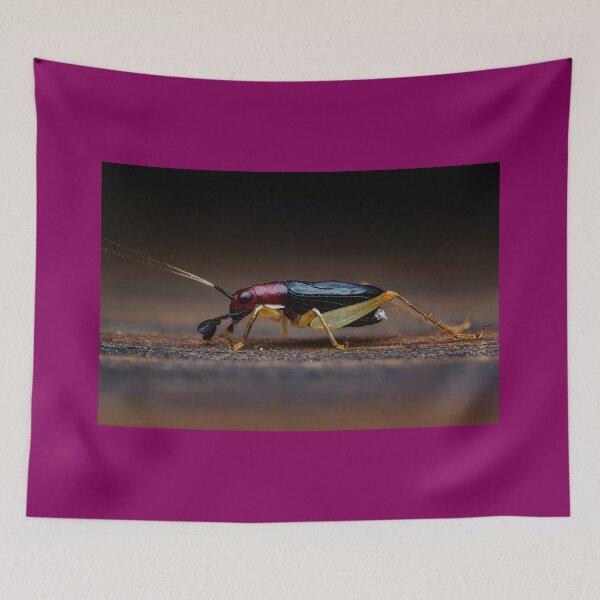 Item preview, Red Headed Bush Cricket - Phyllopalpus pulchellus designed and sold by AronsTinySafari.