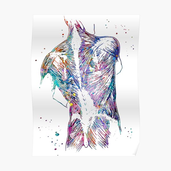 Back Muscles Anatomy Poster