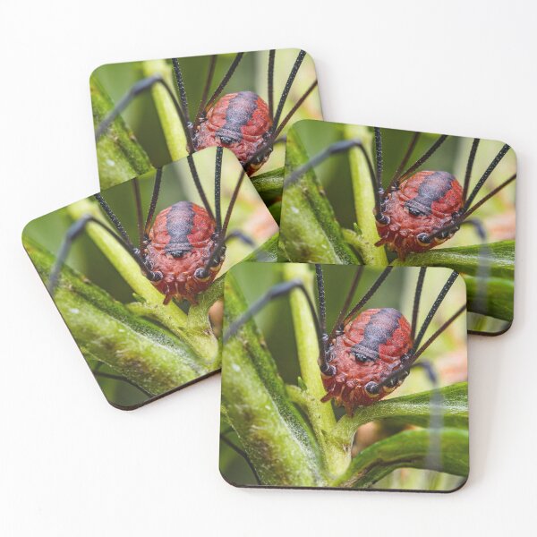 Item preview, Harvestman Daddy Longlegs Spider - Opiliones designed and sold by AronsTinySafari.
