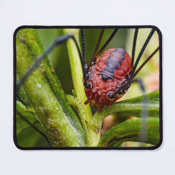 Item preview, Harvestman Daddy Longlegs Spider - Opiliones designed and sold by AronsTinySafari.