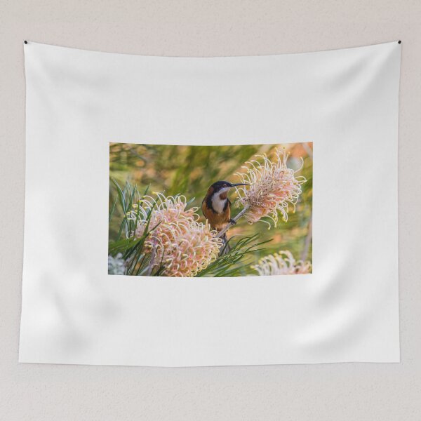 Item preview, Eastern Spinebill Feeding On Grevillea Nectar designed and sold by bidkev1.
