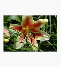 Yellow Lily Photographic Print