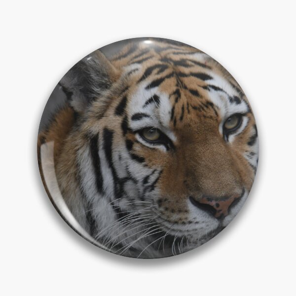 Item preview, A Beautiful Amur Tiger designed and sold by Kim Pruim.