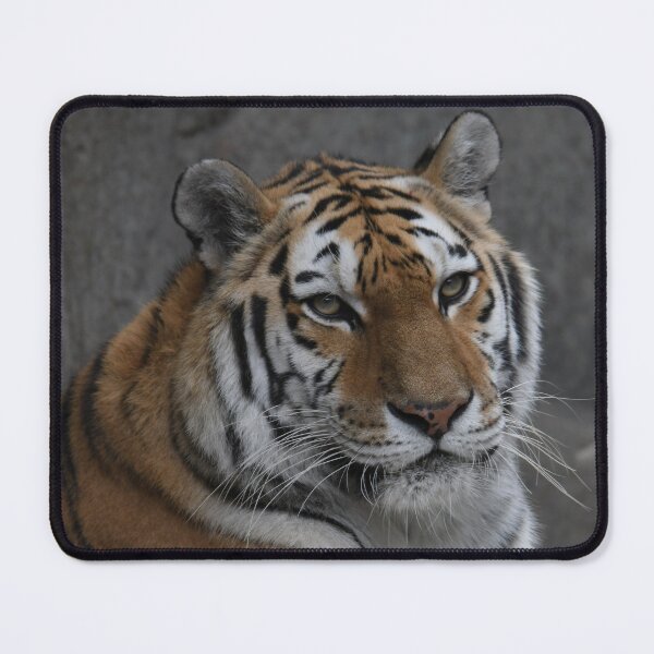 Item preview, A Beautiful Amur Tiger designed and sold by Kim Pruim.