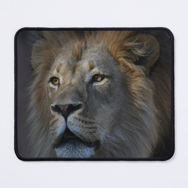 Item preview, African Lion Roaring At Sunset designed and sold by Kim Pruim.