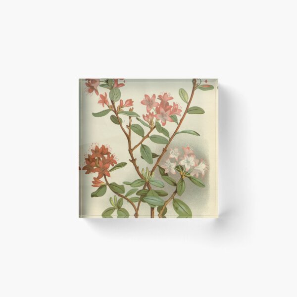 Item preview, Rhododendron Racemosum Flowering Painting designed and sold by laguitan10.