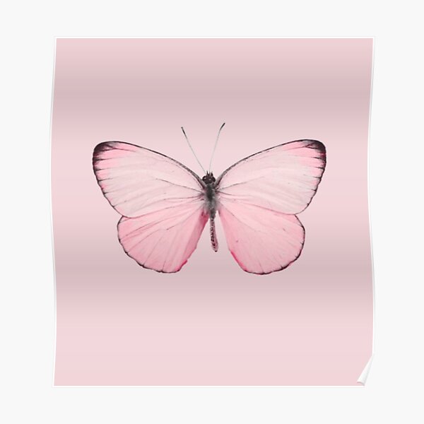pink butterfly Poster
