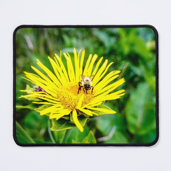 Item preview, Bee On Elecampane Flower 1 designed and sold by Robert Alsop.