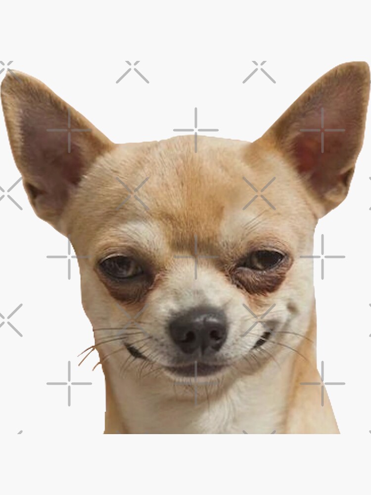 Funny Chihuahua Sticker