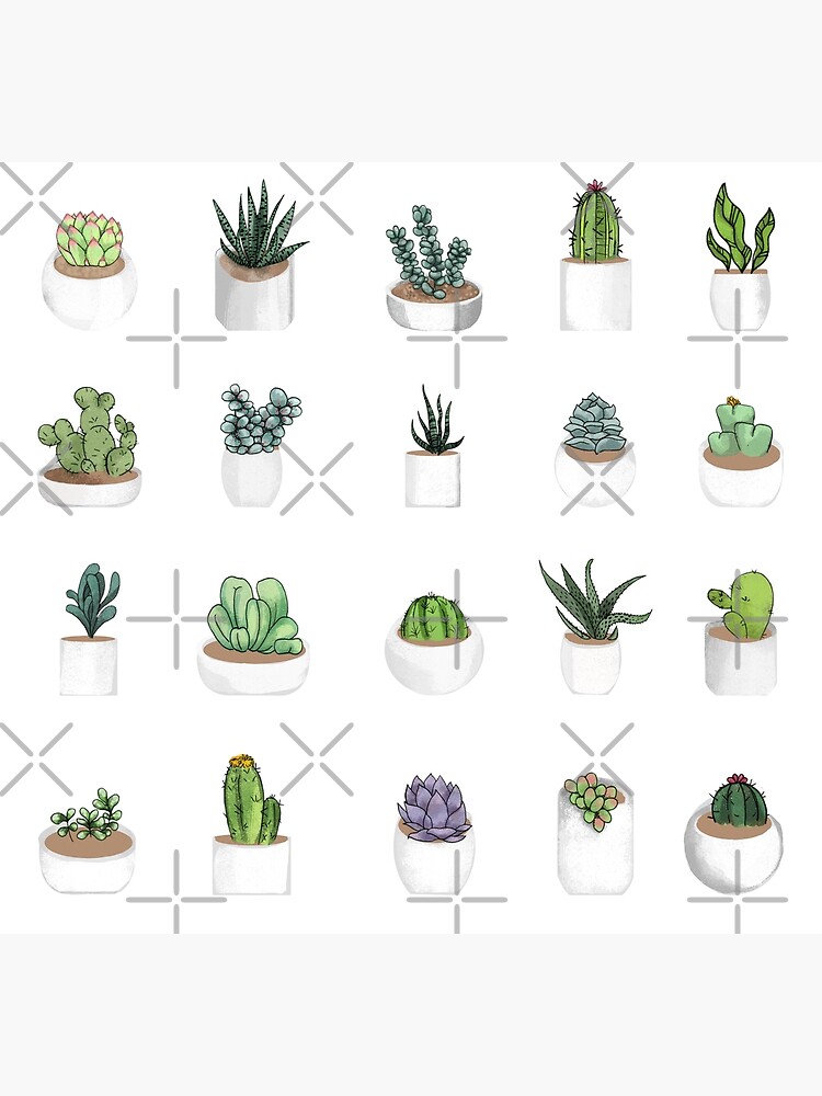 Succulents by katherineblower