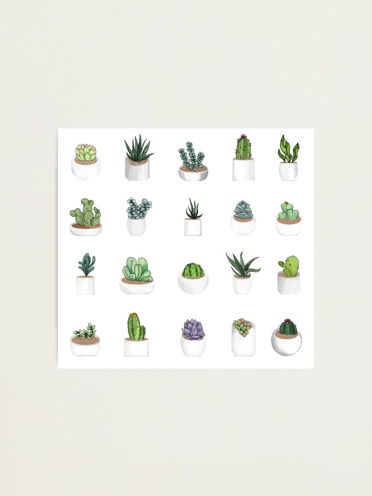 Alternate view of Succulents Photographic Print