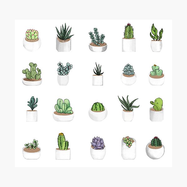 Succulents Photographic Print