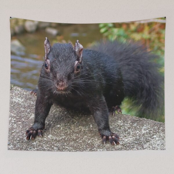 Item preview, Black Squirrel designed and sold by AnnDixon.