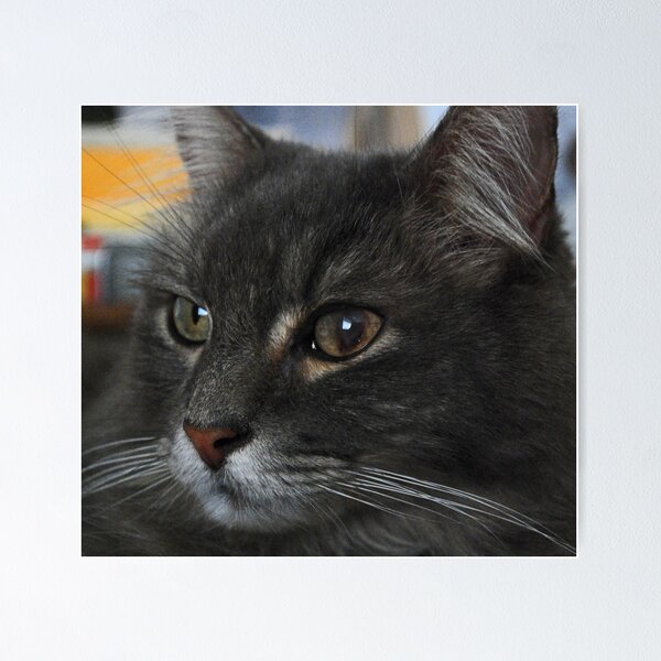 Artikelvorschau, Jimmy's healing eye entworfen und verkauft von Lenny La Rue, IPA.