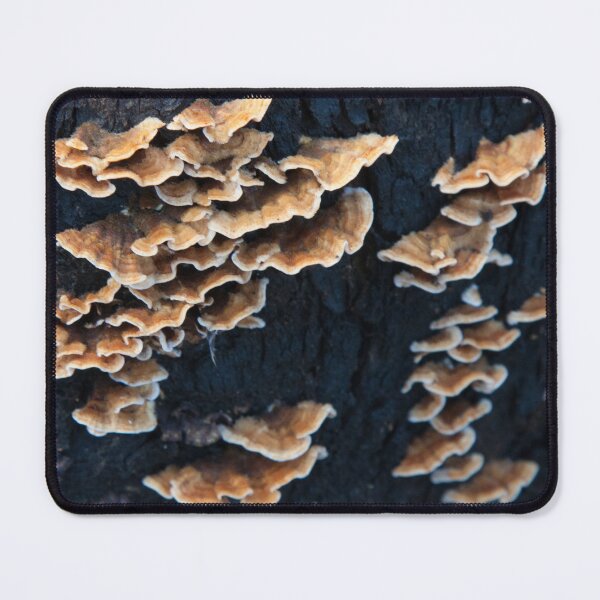 Item preview, Wavy bracket fungi designed and sold by Amy Akers.