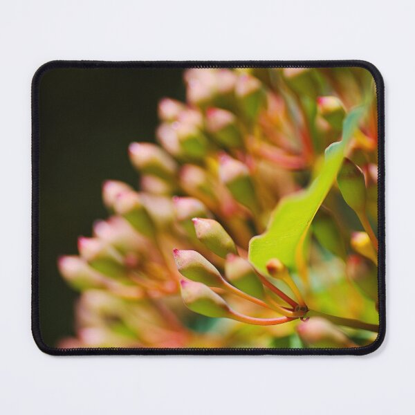Item preview, Summer Eucalyptus In Buds designed and sold by Joy Watson - Natural Light Photography .